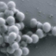 Image for article titled Breakthrough: The First Complete Computer Model of a Living Organism
